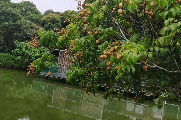 移居珠海可以做点什么（关于外地人定居珠海的建议）.