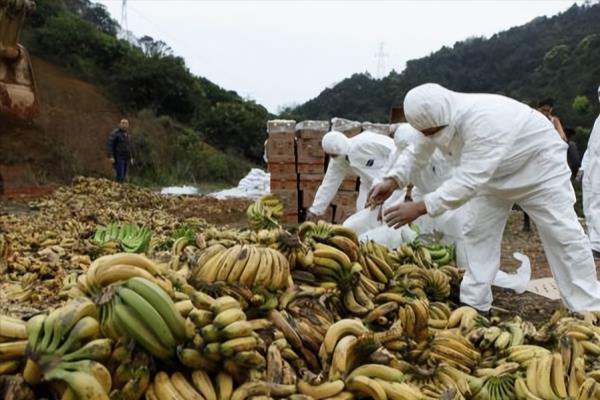 厄瓜多尔与菲律宾香蕉（菲律宾香蕉遭遇双重打击）.