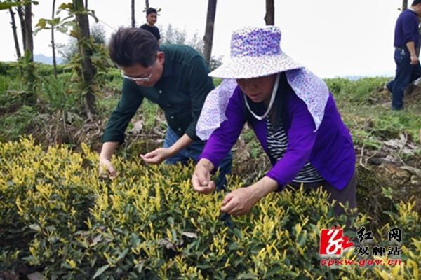 双牌县自然资源局蒋局长（县领导调研云台山藤茶产业）.